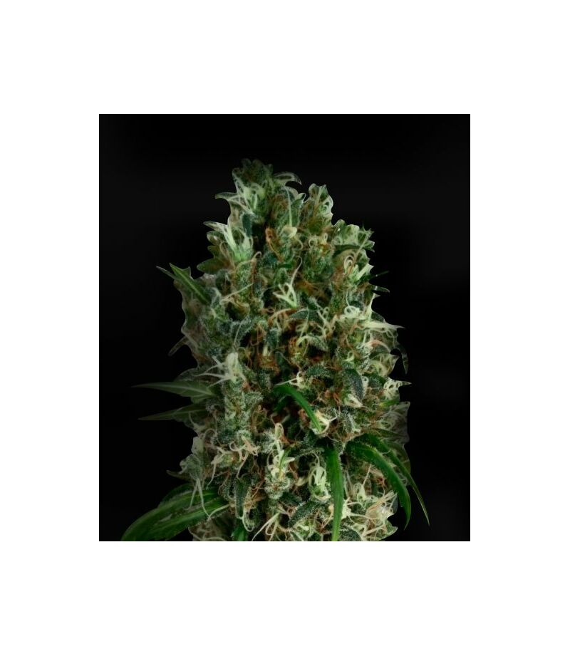 Экспресс Kali Mist, Фасовка: 5